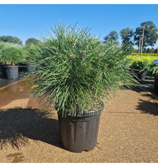 Pinus nigra Brepo C8 Lit. 25-30 cm