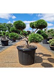 Pinus nigra Brepo C45 Lit. 60-80 cm Bonsai