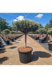 Pinus nigra Brepo C35 Lit. Na steblu 30 cm Krošnja 50-60 cm