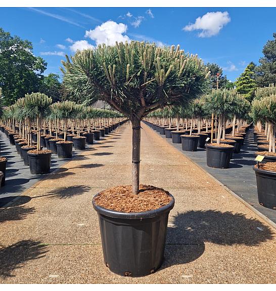 Pinus nigra Brepo C35 Lit. Na steblu 30 cm Krošnja 50-60 cm