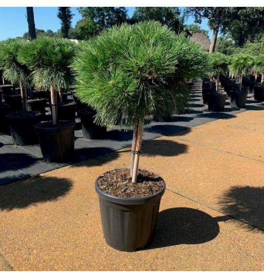 Pinus nigra Brepo C20 Lit. Na steblu 30 cm Krošnja 40-50 cm