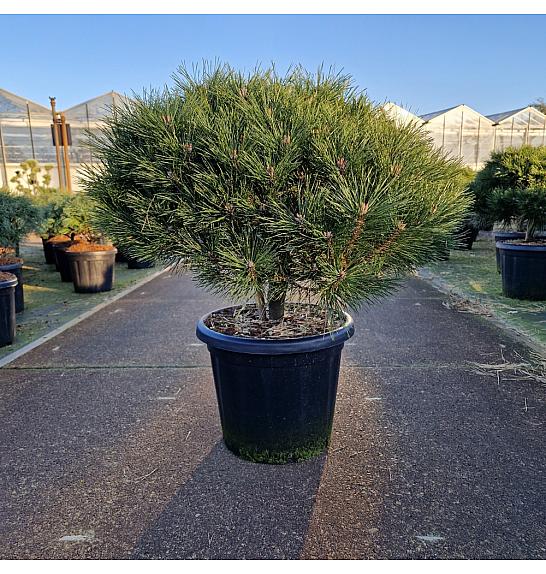 Pinus nigra Brepo C25 Lit. Na steblu 10 cm Krošnja 50-60 cm