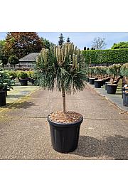 Pinus nigra Brepo C18 Lit. Na steblu 30 cm Krošnja 35-40 cm
