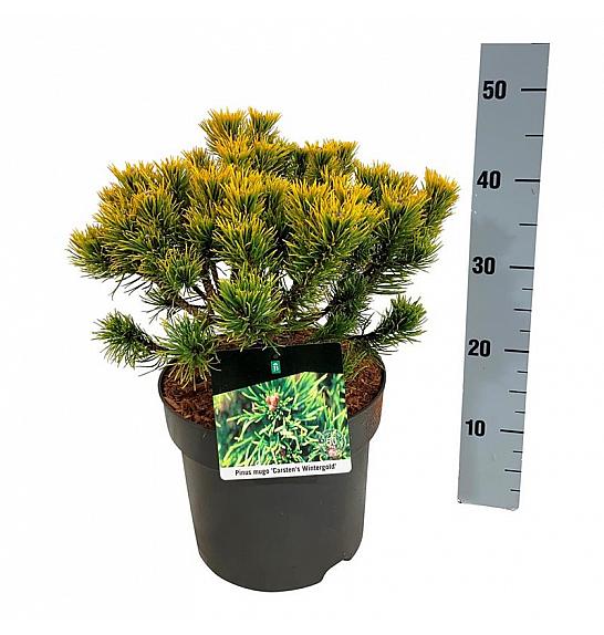 Pinus mugo Carstens Wintergold C7,5 Lit. 25-30 cm