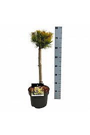 Pinus mugo Winter Gold C5 Lit. Na steblu 40 cm