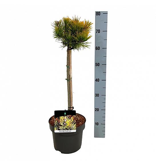 Pinus mugo Winter Gold C5 Lit. Na steblu 40 cm