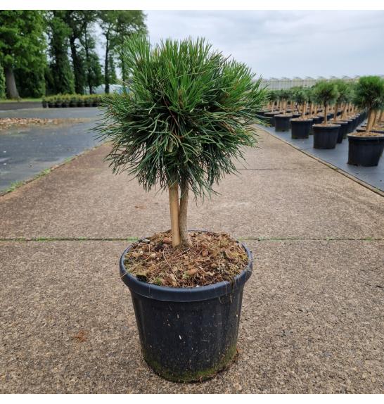 Pinus mugo Varella C6 Lit. Na steblu 20 cm