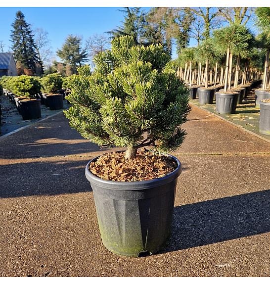 Pinus mugo Sherwood Compact C11 Lit. 30-35 cm