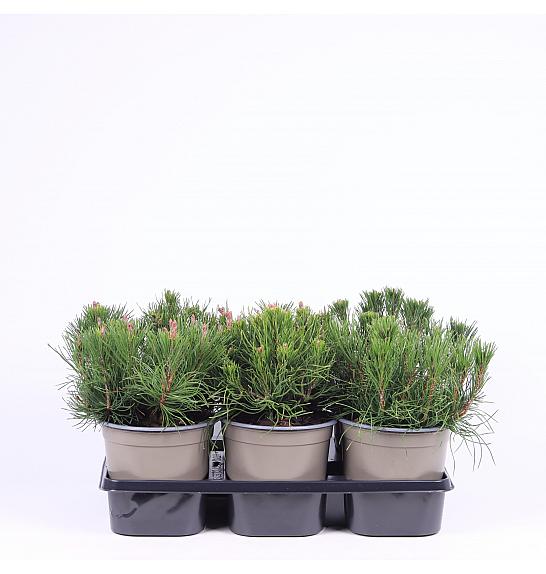 Pinus mugo pumilio Ø15 15-20 cm