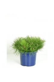 Pinus mugo pumilio C5 Lit. 20-30 cm