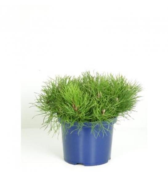 Pinus mugo pumilio C5 Lit. 20-30 cm