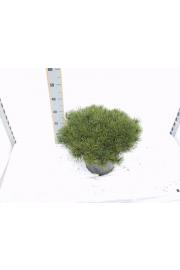 Pinus mugo Pumilio C35 Lit. 90-100 cm