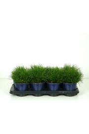 Pinus mugo pumilio C1 Lit.10-15 cm