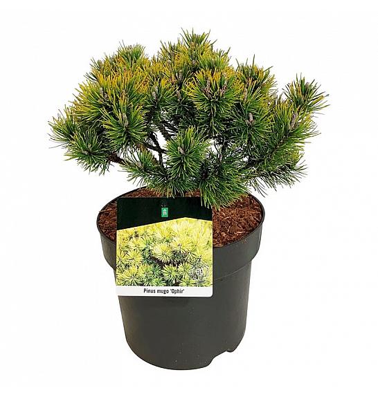 Pinus mugo Ophir C7,5 Lit. 25-30 cm