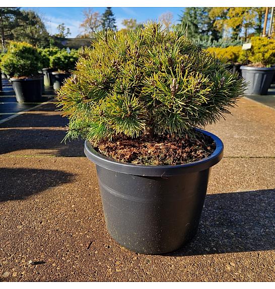 Pinus mugo Ophir C12 Lit. 30-40 cm