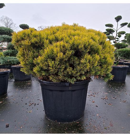 Pinus mugo Ophir C110 Lit. 90-100 cm