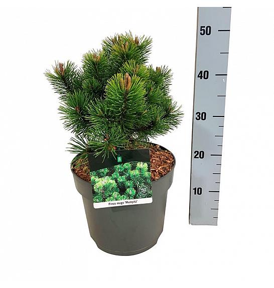 Pinus mugo Mumpitz C7,5 Lit. 25-30 cm