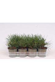 Pinus mugo Mughus Ø11 10-15 cm