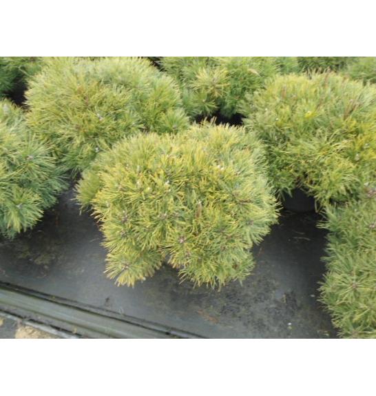 Pinus mugo Mughus C25 Lit. 60-80 cm
