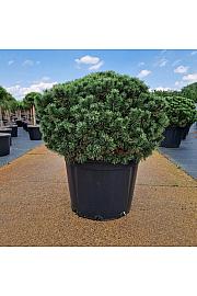 Pinus mugo Mops C65 Lit. 70/+ cm