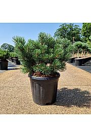 Pinus mugo March C11 Lit. 30-35 cm