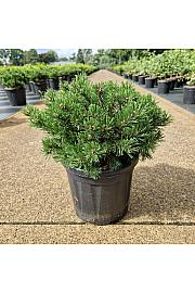 Pinus mugo Klostergrün C8 Lit. 25-30 cm