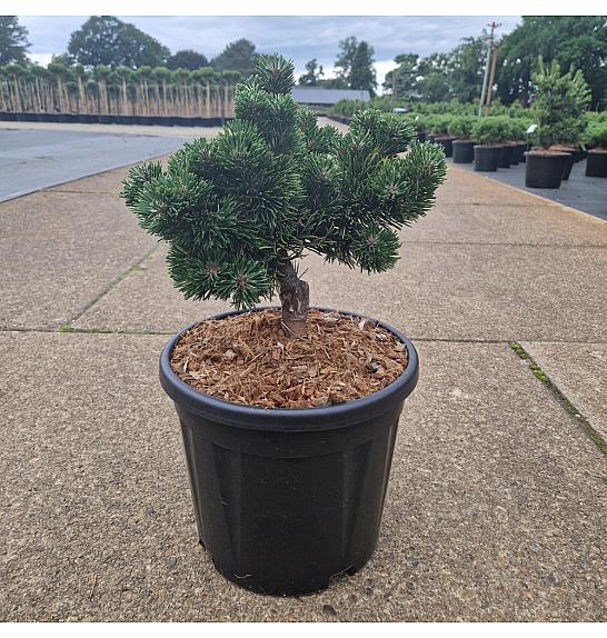Pinus mugo Jakobsen C11 Lit. 30-35 cm