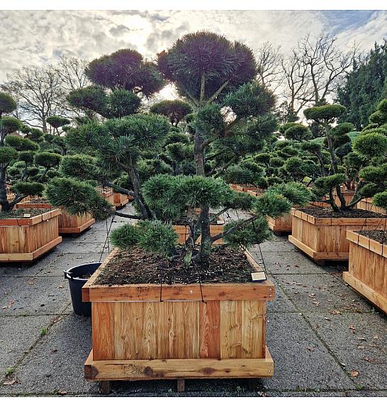 Pinus mugo Gnom V lesenem koritu 110x110 cm 150-175 cm Bonsai