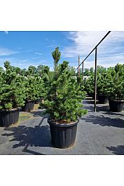 Pinus mugo Gnom C80 Lit. 90-100 cm