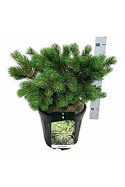 Pinus mugo Gnom C15 Lit. 30-40 cm