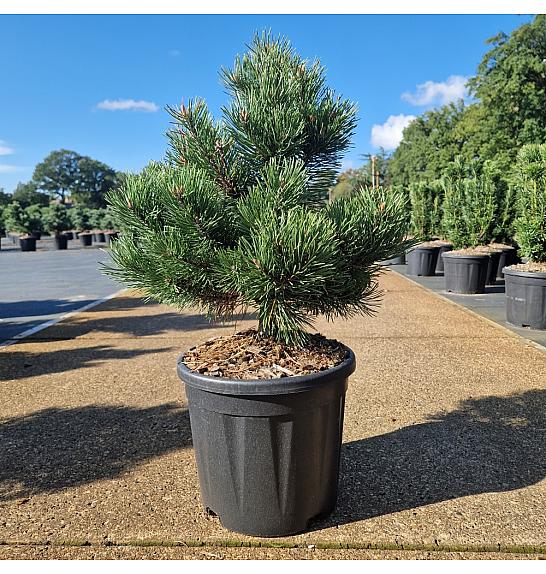 Pinus mugo Gnom C11 Lit. 40-50 cm New
