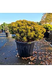 Pinus mugo Carstens Wintergold C80 Lit. 70-80 cm