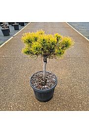 Pinus mugo Carstens Wintergold C6 Lit. Na steblu 20 cm