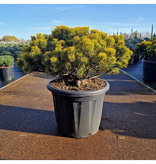 Pinus mugo Carstens Wintergold C35 Lit. 50-60 cm