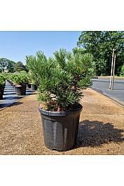 Pinus mugo Carstens Wintergold C18 Lit. 40-45 cm