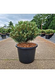 Pinus mugo Benjamin C12 Lit. 30-35 cm Krogla