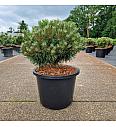 Pinus mugo Benjamin C12 Lit. 30-35 cm