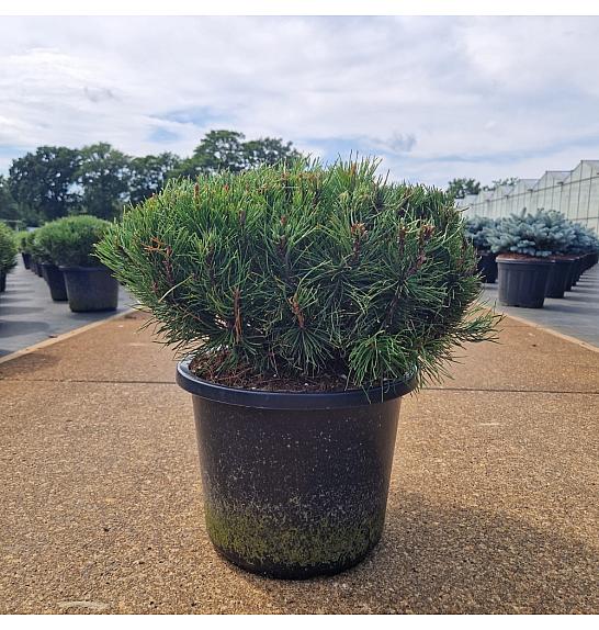 Pinus mugo Pumilio C12 Lit. 30-40 cm
