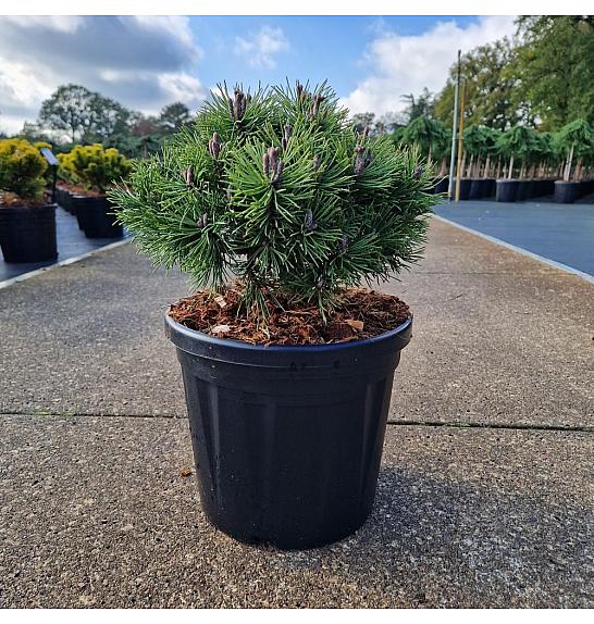 Pinus mugo Mops C8 Lit. 25-30 cm new