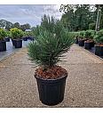 Pinus leucodermis Malinkii C8 Lit. 30-40 cm