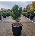 Pinus leucodermis Malinki C8 Lit. 35-40 cm