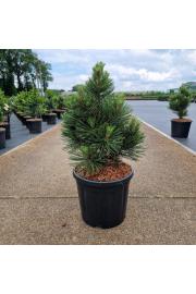 Pinus leucodermis Malinki C11 Lit. 40-50 cm