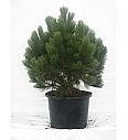 Pinus leucodermis Compact Gem C15 Lit. 50-60 cm