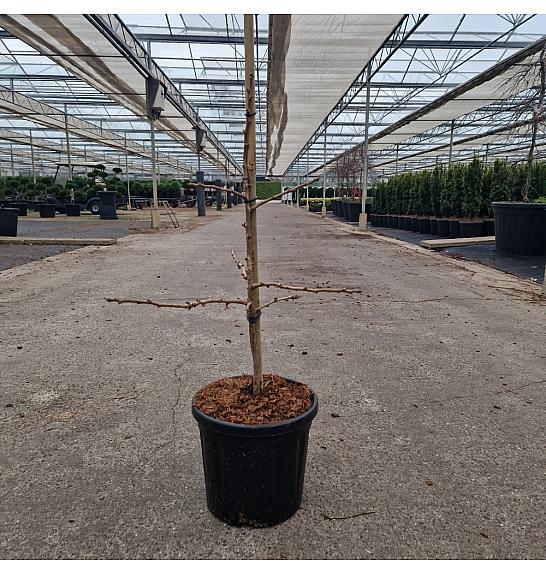 Ginkgo biloba Troll C8 Lit. 40-50 cm