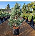 Pinus koraiensis Silveray C18 Lit. 60-80 cm