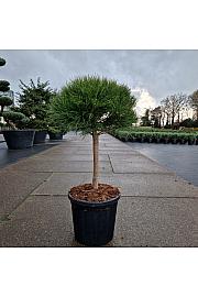 Pinus densiflora Alice Verkade C20 Lit. Na steblu 40 cm Krošnja 50 cm