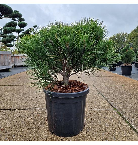 Pinus densiflora Alice Verkade C18 Lit. 40-50 cm