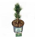 Pinus cembra Glauca C2,5 Lit. 15-20 cm