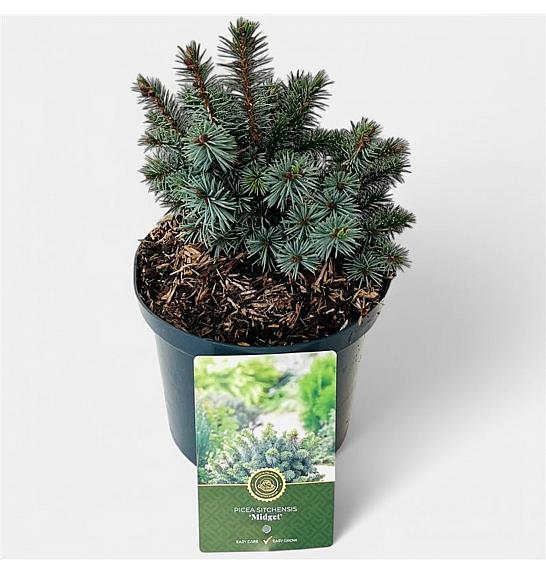 Picea sitchensis Midget C2,5 Lit. 20-25 cm