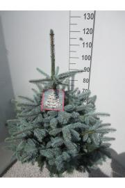 Picea pungens Super Blue C15 Lit. 90-110 cm
